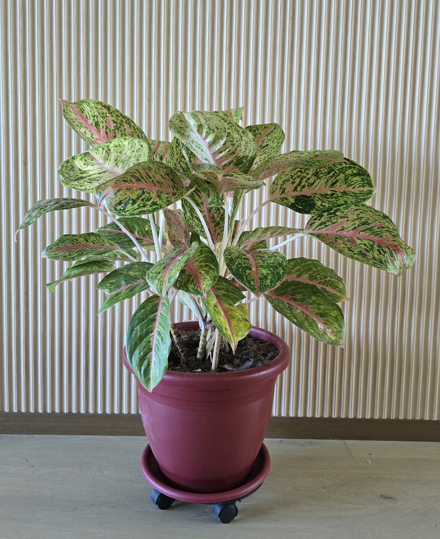 Pink Lady aglaonema in a pot