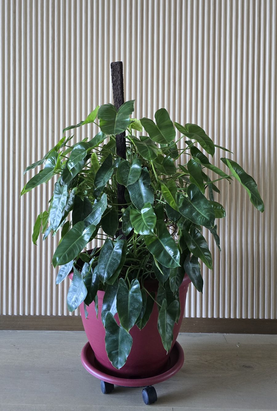 Philodendron in a pot