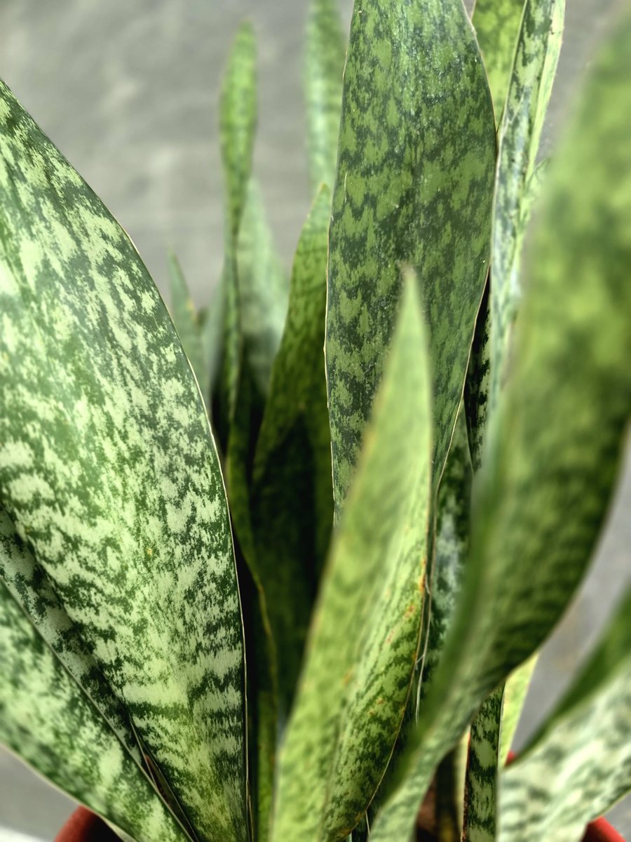 Close-up of the snake plant's mottled, snakeskin-patterned leaves