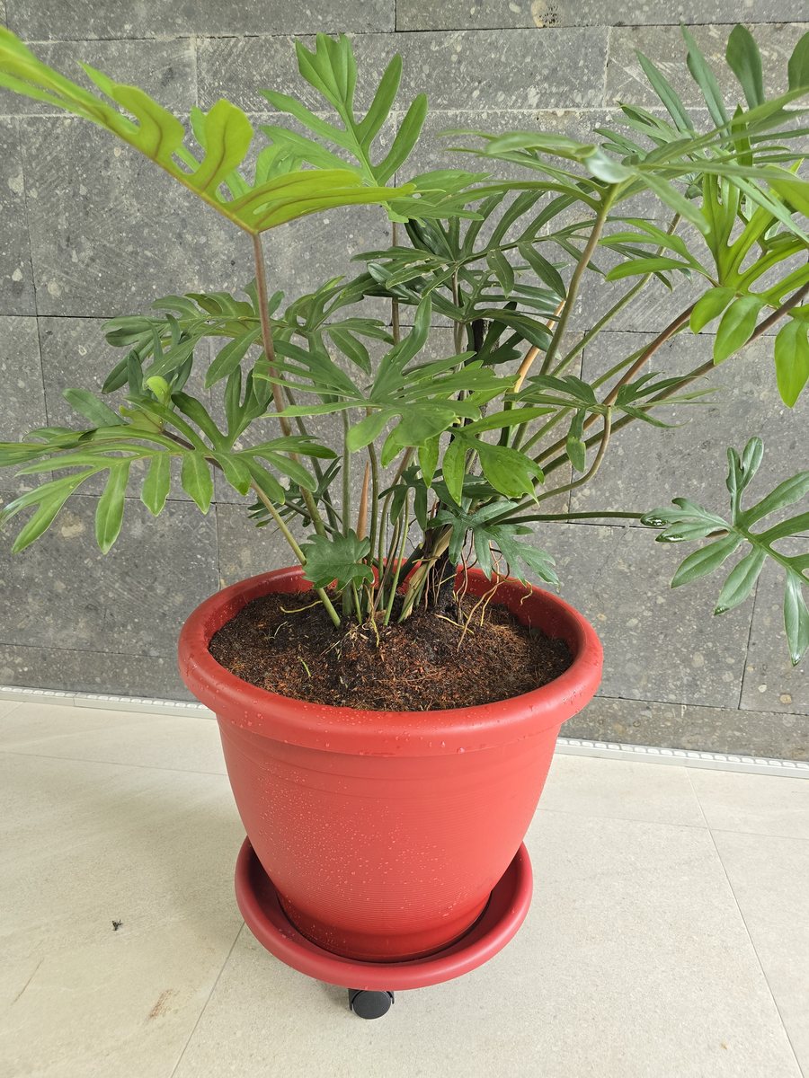 Split-leaf philodendron with deeply cut leaves in a pot on wheels